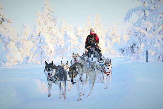 10 km Authentic Husky Safari in the Taiga Forest – Family Kennel - Rovaniemi to the real taiga: what the 1-hour transfer buys you