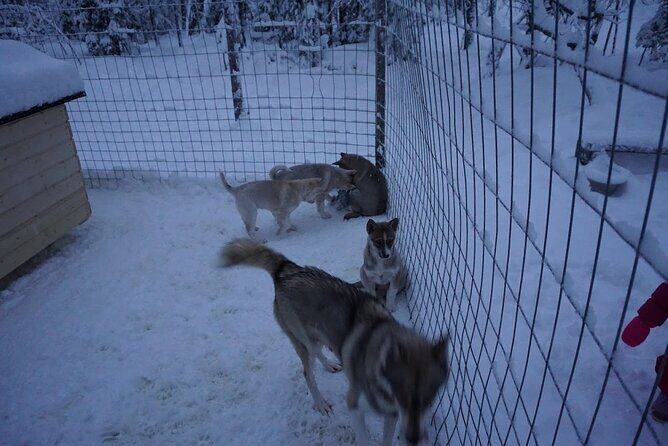 10 km Authentic Husky Safari in the Taiga Forest – Family Kennel - What happens at the kennel: dogs, training, and the puppy question