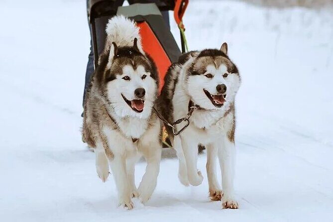 10 km Authentic Husky Safari in the Taiga Forest – Family Kennel - Small group rhythm: how the max-8 setup changes the experience