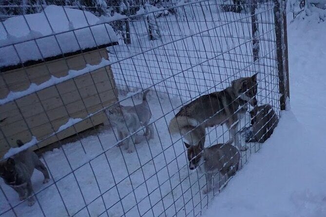 10 km Authentic Husky Safari in the Taiga Forest – Family Kennel - Driving the sled on a 10 km route (and what it’s like for kids)