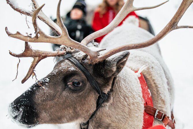 2km Sleigh Ride & Feeding Experience at Traditional Reindeer Farm - What’s Included (and Why It Adds Value)