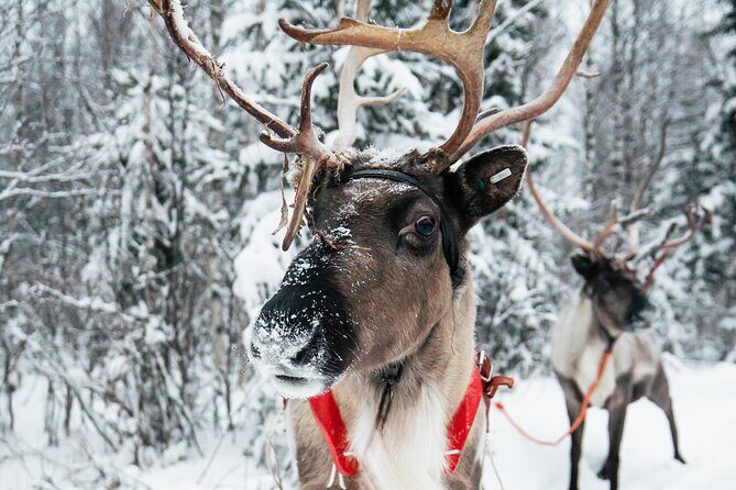 2km Sleigh Ride & Feeding Experience at Traditional Reindeer Farm - Pickup, Transport, and the Right Pace