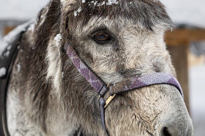 8-10km Husky Ride in the Taiga and Visit Other Farm Animals - Getting From Rovaniemi to the Kennel Takes Time