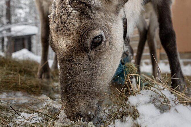 8-10km Husky Ride in the Taiga and Visit Other Farm Animals - The Farm Visit That Turns It Into More Than a Sled Ride