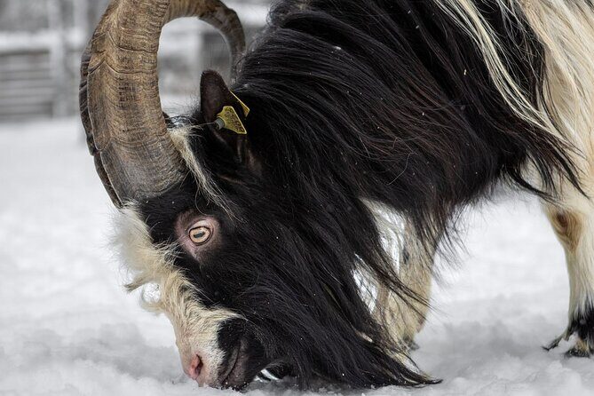 8-10km Husky Ride in the Taiga and Visit Other Farm Animals - Mushers by the Open Fire: The Story You Actually Remember