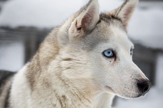 8-10km Husky Ride in the Taiga and Visit Other Farm Animals - Lapish BBQ Lunch: Warm, Simple Fuel for Winter Energy