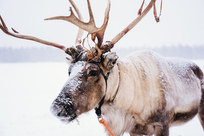 Apukka Reindeer Journey - Key things to know before you go