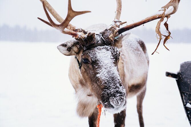 Apukka Reindeer Journey - Warm-up time in the kota: hot berry juice and biscuits