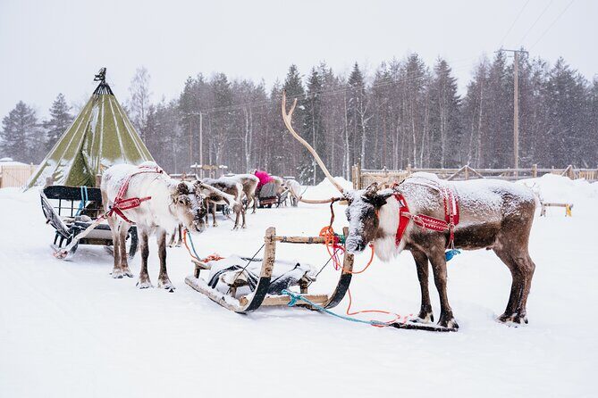 Apukka Reindeer Journey - Group size, English guiding, and the overall vibe