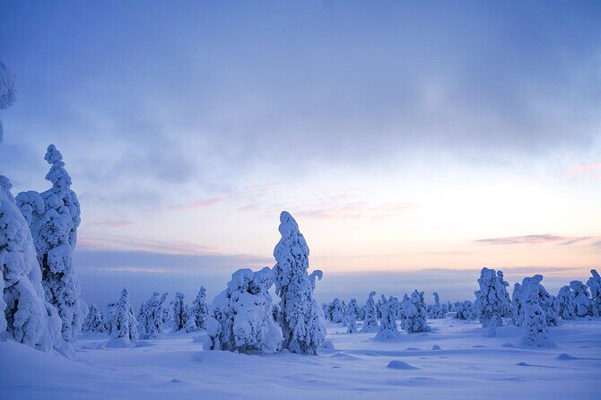 Arctic Adventure through Magical Frozen Forests of Riisitunturi - Price and Value: What $228.56 Covers in Real Terms