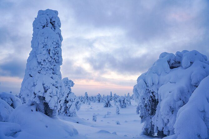 Arctic Adventure through Magical Frozen Forests of Riisitunturi - Should You Book This Riisitunturi Adventure?