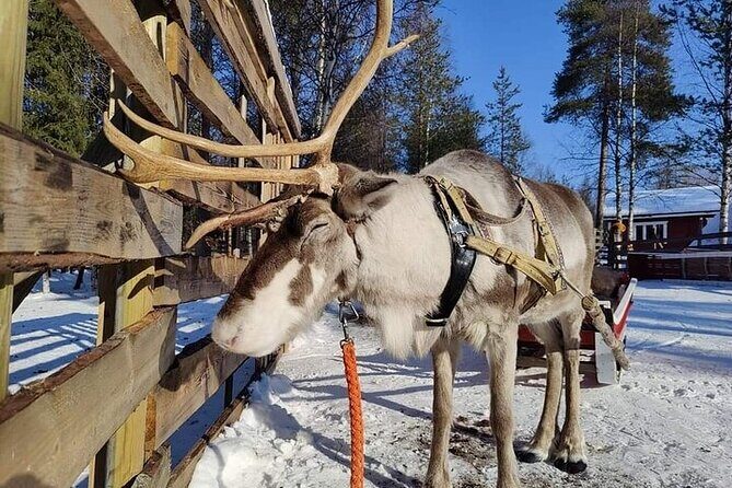 Arctic Animals Adventure with Lunch Buffet - Key things to know before you go