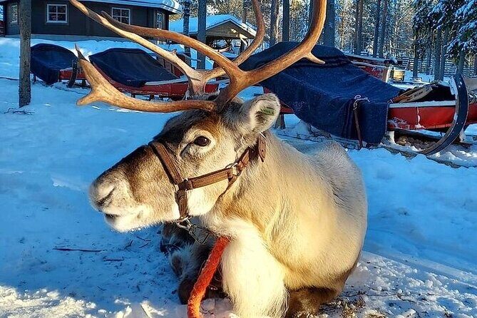 Arctic Animals Adventure with Lunch Buffet - A day trip that stitches huskies to Ranua’s polar bears