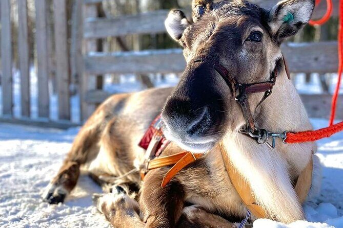 Arctic Animals Adventure with Lunch Buffet - The 80km zoo drive: lunch at 13:00, then a free wandering window