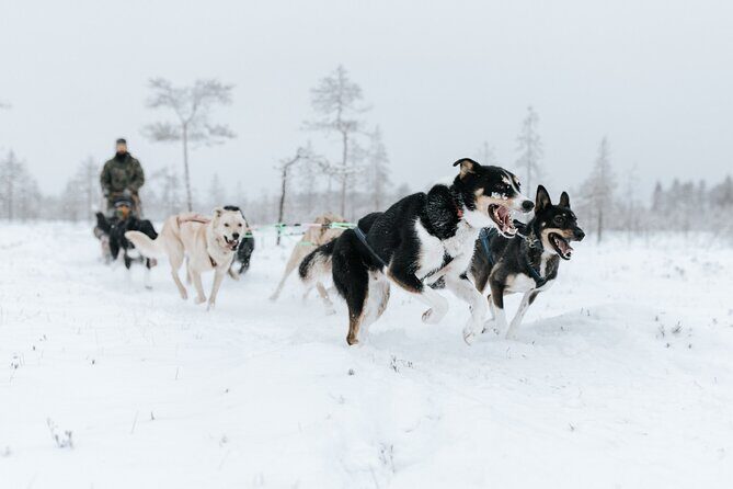 Arctic Animals Adventure with Lunch Buffet - Ranua Wildlife Park: what you’ll likely see in the cold