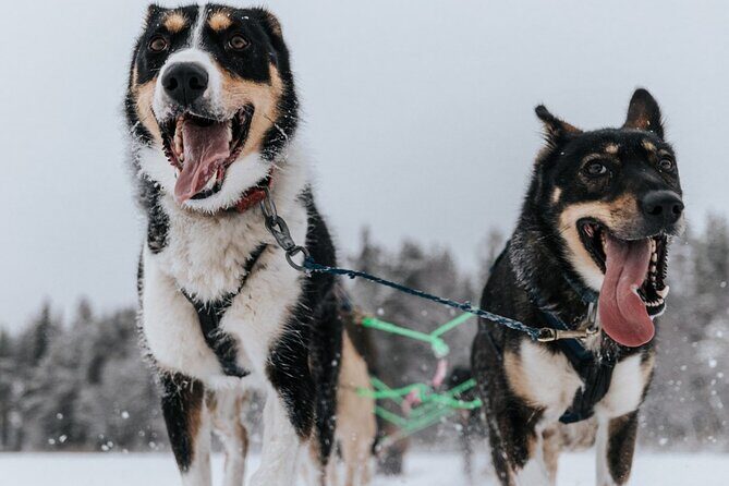 Arctic Animals Adventure with Lunch Buffet - Transport and guide style: why punctuality shows up in the reviews
