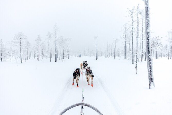 Arctic Animals Adventure with Lunch Buffet - Winter clothing included: plan like you’ll be outside the whole time