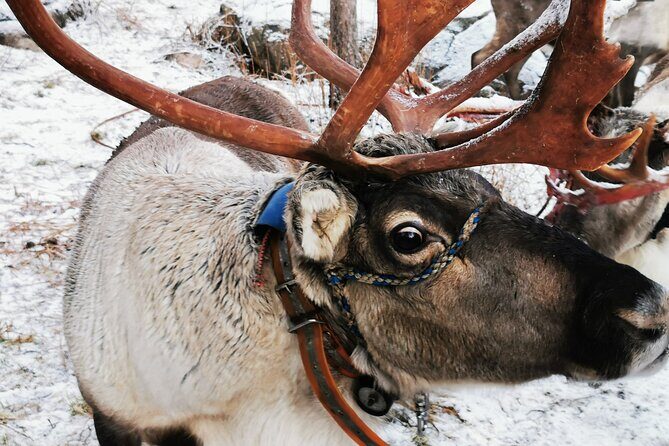 Arctic Animals Adventure with Lunch Buffet - Price and value: $299.82 for rides, zoo admission, and lunch