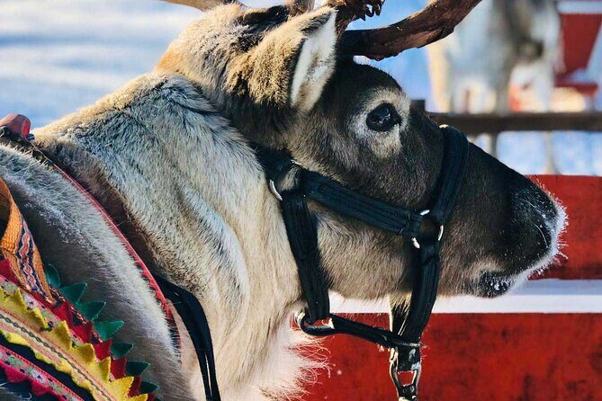 Arctic Animals Adventure with Lunch Buffet - Should you book this Arctic Animals Adventure?