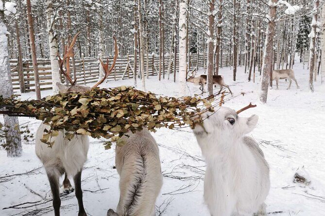 Arctic Animals Adventure with Lunch Buffet - Morning at the Arctic farm: husky, reindeer, then Kota cookies