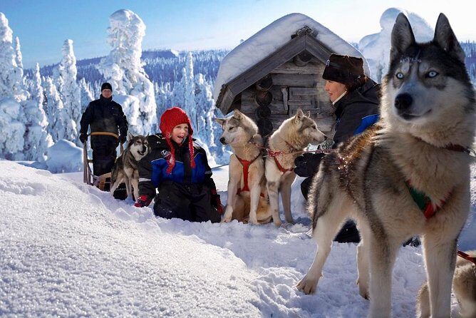 Arctic Circle Family Day - Husky sleigh ride in the Lapp woods: the classic start
