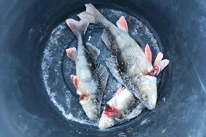 Arctic Circle Family Day - Ice fishing for rainbow trout: drilling holes and waiting for bites