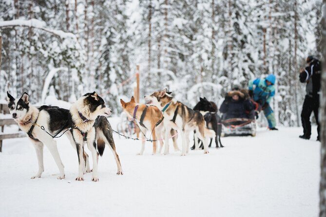 Arctic Circle Highlights Family Day - A family Arctic day in Rovaniemi: huskies, reindeer, and Santa