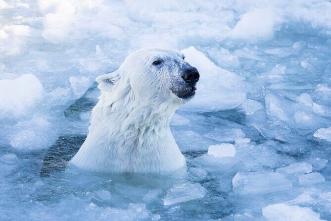 Arctic Polar Bear Adventure with Lunch in Rovaniemi! - At Ranua Zoo: How To Make the Most of Your Free Time