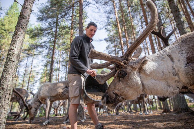 Authentic Reindeer Farm and Canoe Experience from Rovaniemi - Reindeer Farm Time: Learning the Herd Up Close