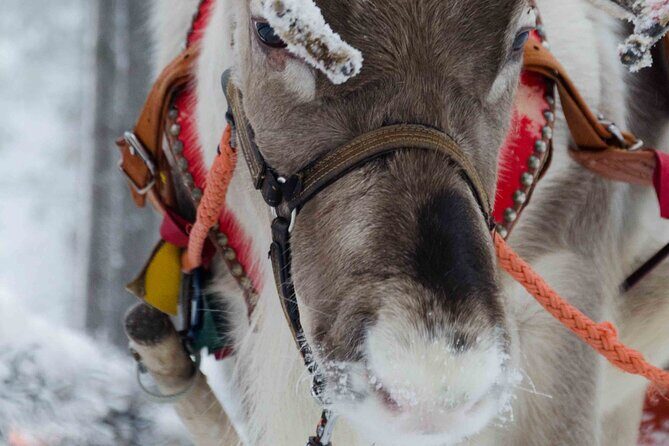 Authentic Reindeer Farm Experience in Rovaniemi - Key highlights worth planning around