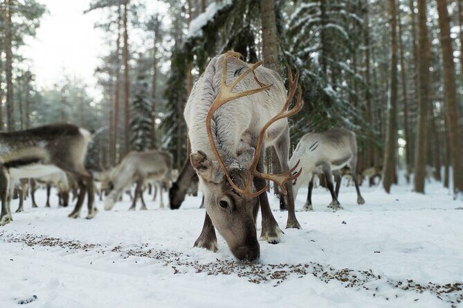 Authentic Reindeer Farm Experience in Rovaniemi - Getting to the farm: simple Rovaniemi pickup and a short day at a working location