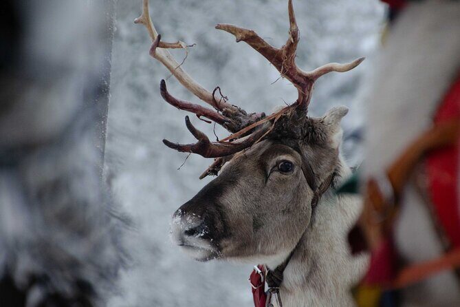 Authentic Reindeer Farm Experience in Rovaniemi - Watching the reindeer eat: close-up feeding without the rush