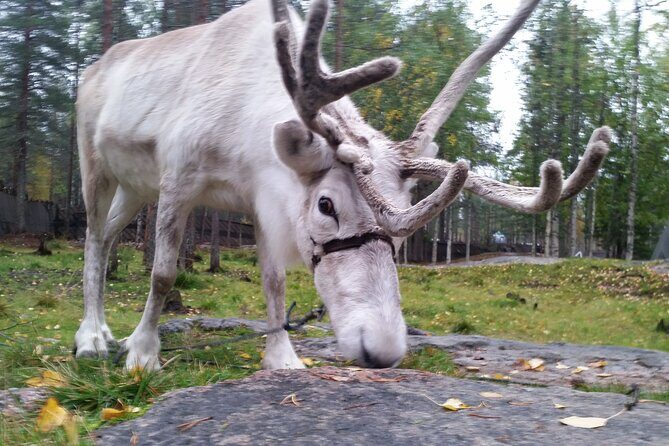 Authentic Reindeer Farm Experience in Rovaniemi - Drive your own sleigh for 400 meters: the fun part that’s also skill practice