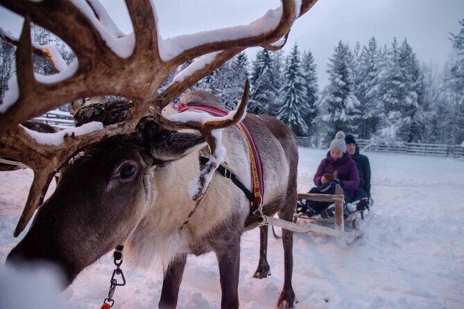 Authentic Reindeer Farm Experience in Rovaniemi - What this tour does not include: no long safari, just farm life