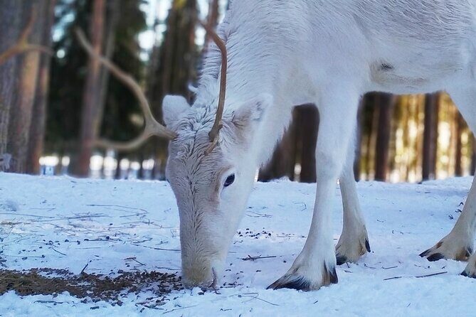 Authentic Reindeer Farm Experience in Rovaniemi - Meeting the herders: feeding time and what you’ll learn about reindeer farming in Lapland