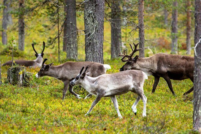 Auttiköngäs Nature Trail - From Rovaniemi Hotel to Trail: How the 10:00 Start Works
