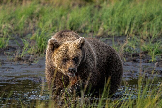 Bear and Arctic Animals 2 Day Trip from Rovaniemi - Quick Hits: What Makes This 2-Day Wildlife Plan Work
