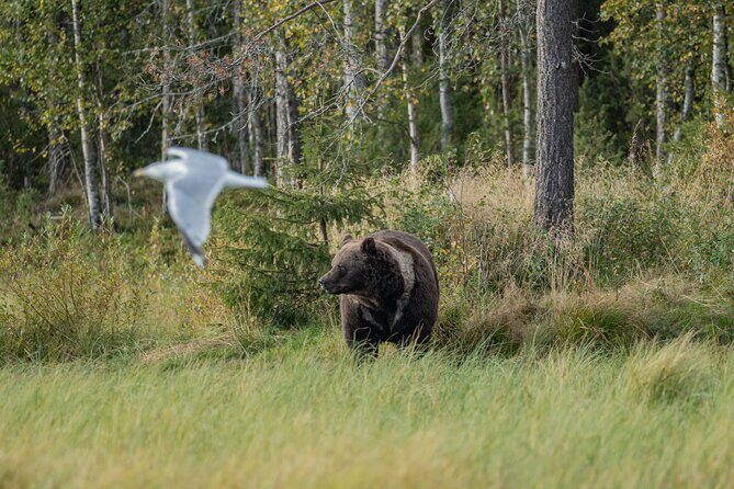 Bear and Arctic Animals 2 Day Trip from Rovaniemi - Day 2 at Ranua Wildlife Park: The Northernmost Stop