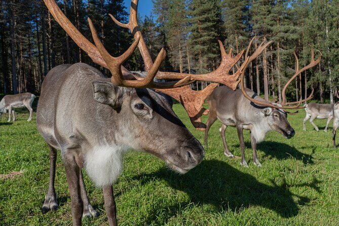 Bear and Arctic Animals 2 Day Trip from Rovaniemi - Price and Value: Is $939.94 Worth It?