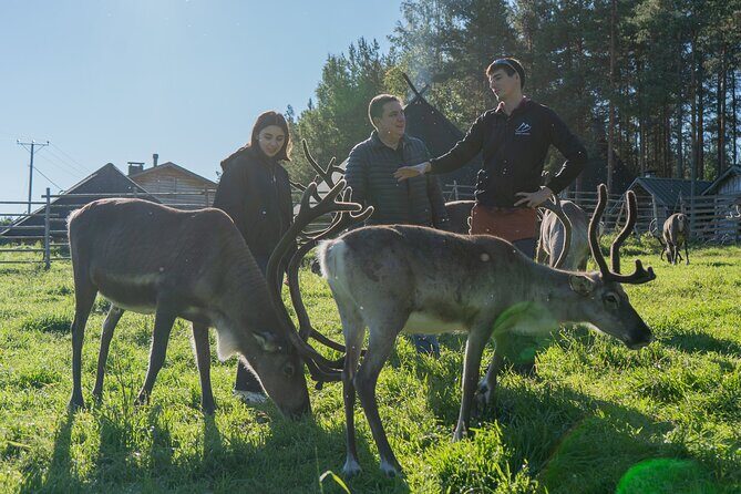 Bear and Arctic Animals 2 Day Trip from Rovaniemi - Reindeer Farm Time: Lapland’s Most Iconic Animal Up Close