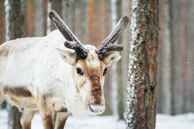 Cross-Country Skiing Trip - Why this Rovaniemi cross-country ski lesson works for first-timers