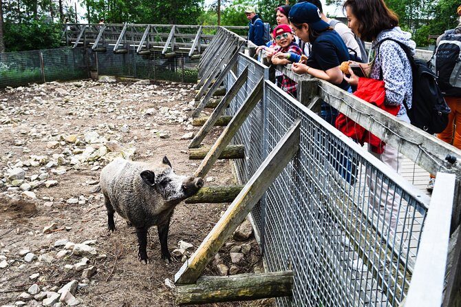 Day Trip to Ranua Arctic Wildlife Park from Rovaniemi - Why Ranua in a 6-hour day works from Rovaniemi