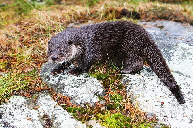 Day Trip to Ranua Arctic Wildlife Park from Rovaniemi - Ranua Zoo time at your pace: bears, wolves, and 50 species