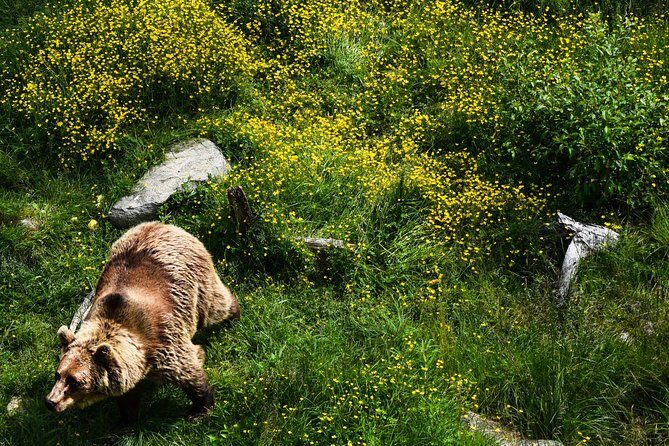 Day Trip to Ranua Arctic Wildlife Park from Rovaniemi - Guides and the kind of help you can expect