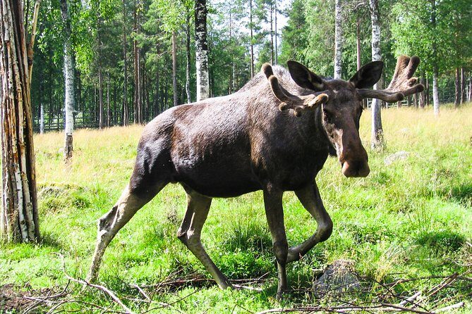 Day Trip to Ranua Arctic Wildlife Park from Rovaniemi - Pickup and mobile ticket value: less friction, more time