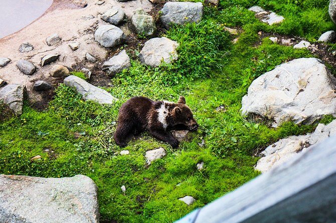 Day Trip to Ranua Arctic Wildlife Park from Rovaniemi - Lapland Welcome gearing up: what the morning prep really means