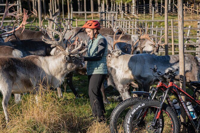 Electric Fatbike Trip to the Reindeer Farm - At the reindeer farm: feeding, warm fire time, and real questions