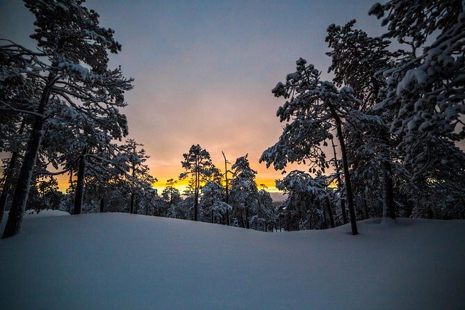 Explore the Wilderness - Should You Book Beyond Arctic in Rovaniemi?