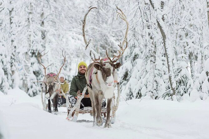 Forest Trail Reindeer Safari - Forest Trail Reindeer Safari in Rovaniemi: what you’re signing up for