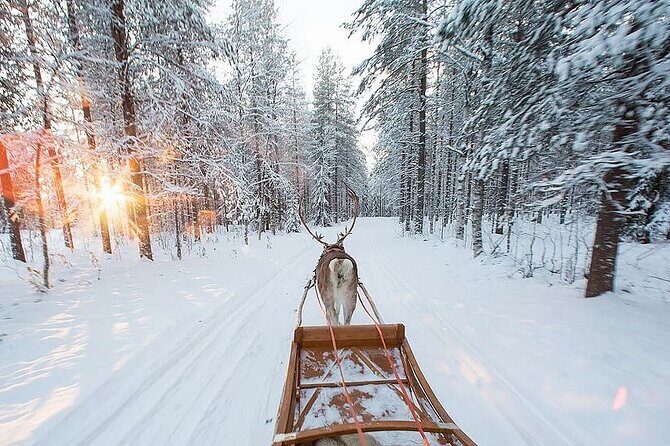 Forest Trail Reindeer Safari - Feeding reindeer: the hands-on part that sticks with you